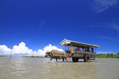 西表島から由布島へ、のんびりゆったり「水牛車」で島時間を楽しもう